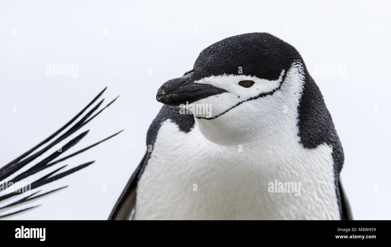 Chinstrap Penguin, Keelbandpinguin, Pygoscelis antarcticus Stock Photo