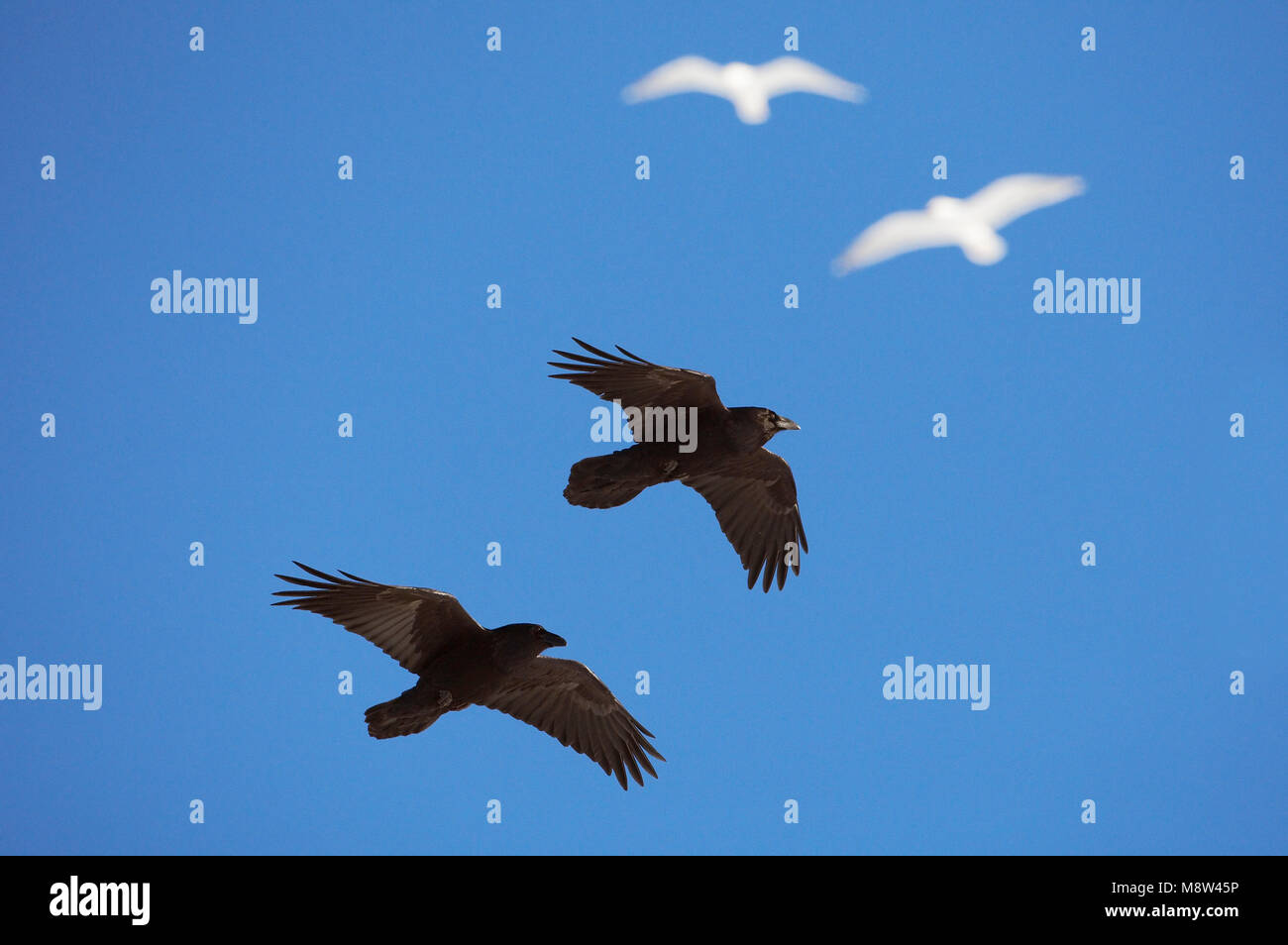 Raaf Common Raven Corvus Corax Stock Photo Alamy