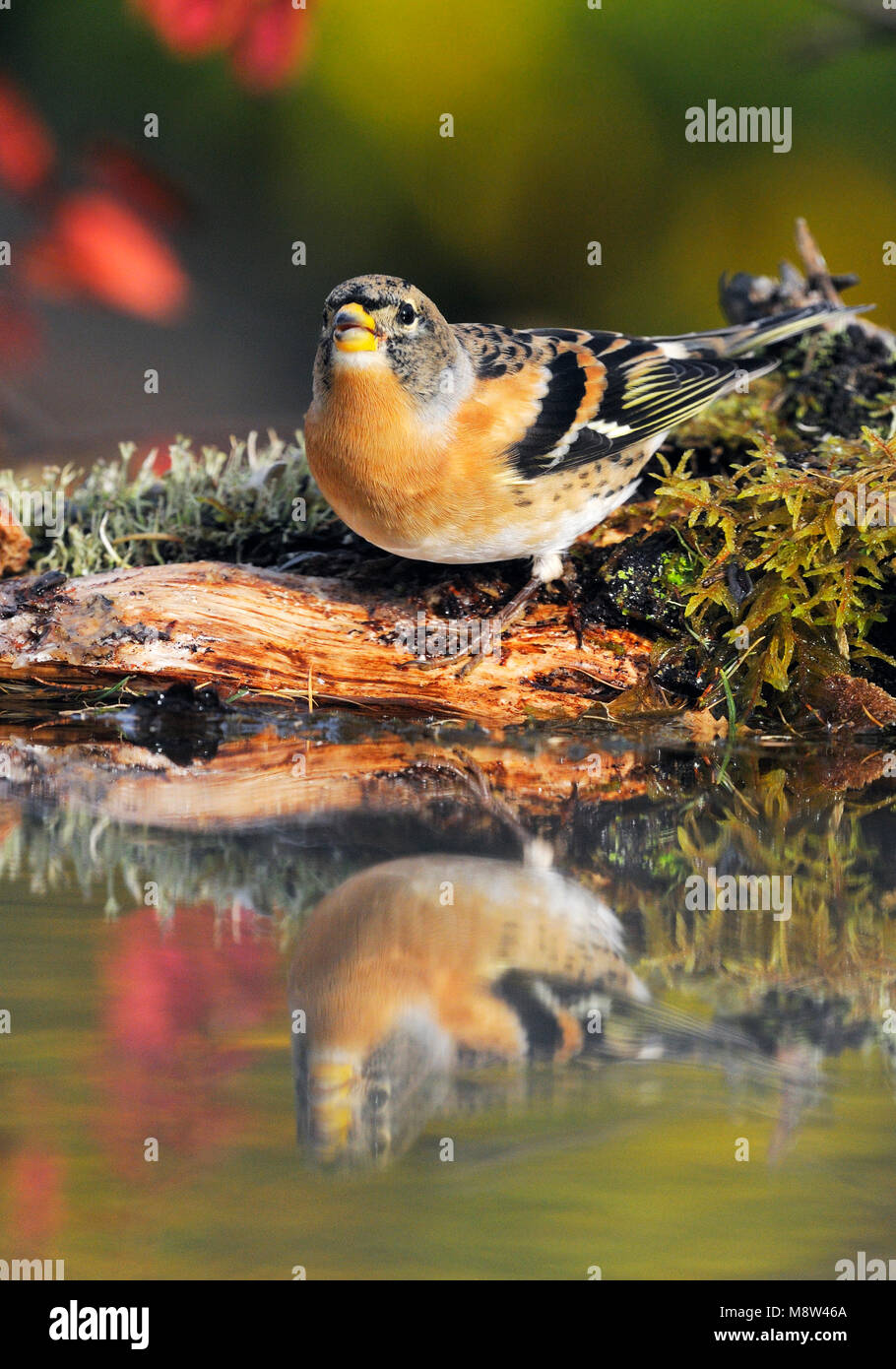 Mannetje Keep bij water; Brambling male near water Stock Photo