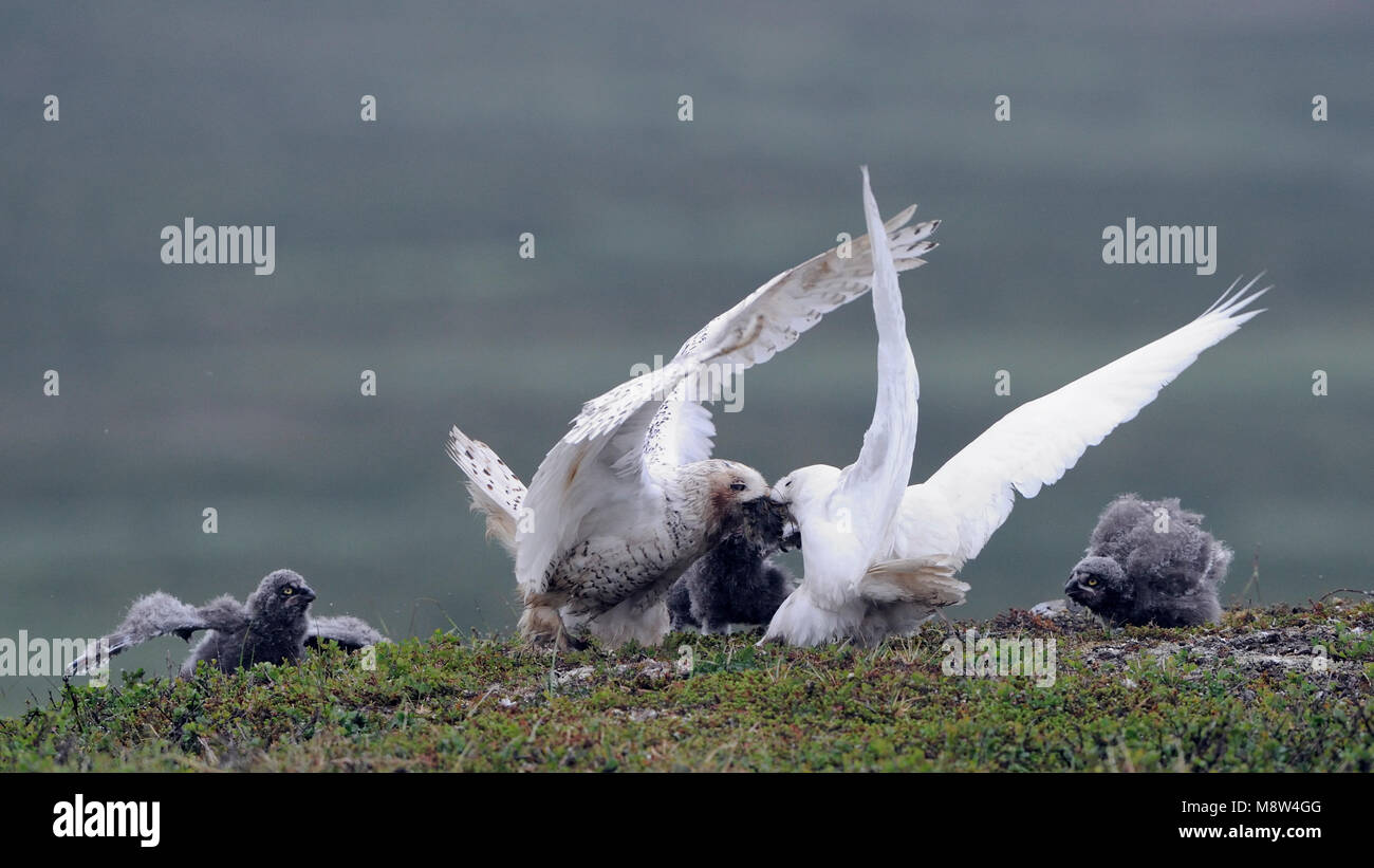 Jagende Sneeuwuil, Snowy Owl hunting Stock Photo