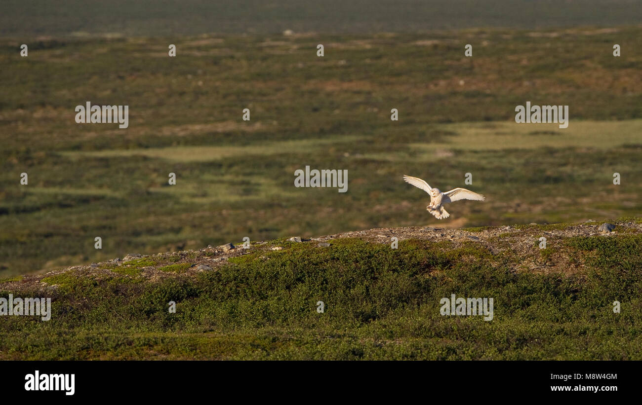 Jagende Sneeuwuil, Snowy Owl hunting Stock Photo