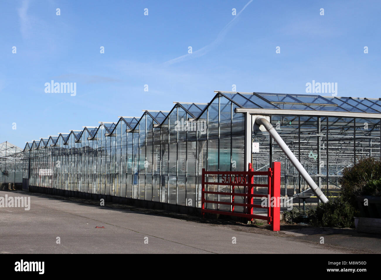 Modern horticultural business, commercial greenhouses, glasshouses, salad crop growers in rural