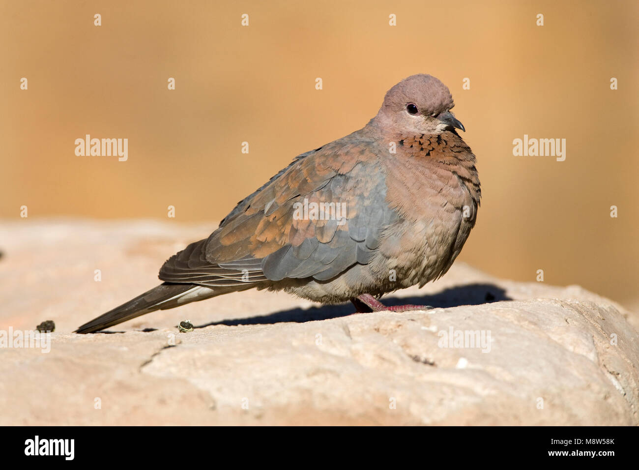 Palmtortel, Laughing Dove, Streptopelia senegalensis Stock Photo