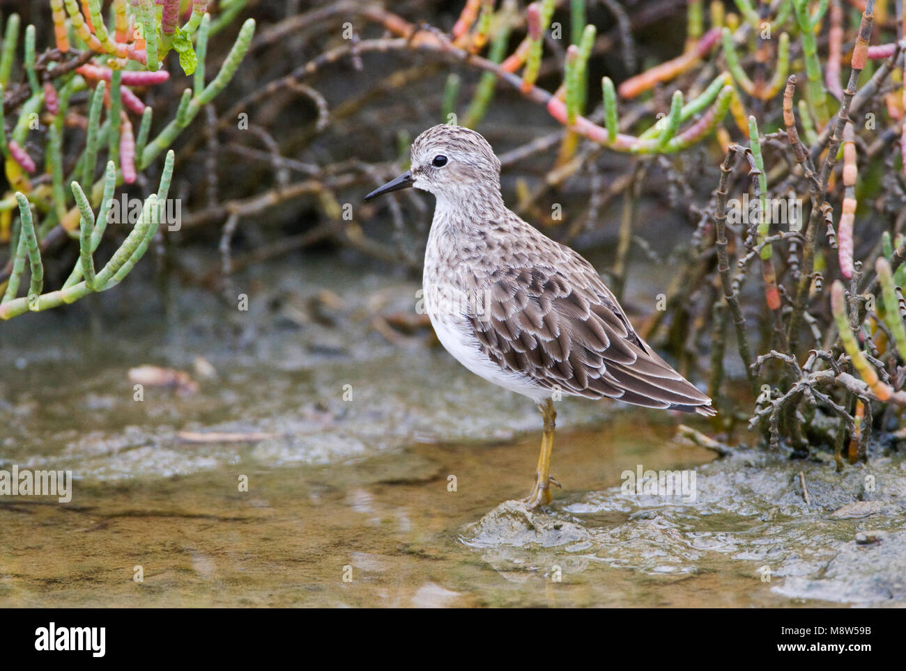 Kleinste Strandloper; Least Sandpiper Stock Photo