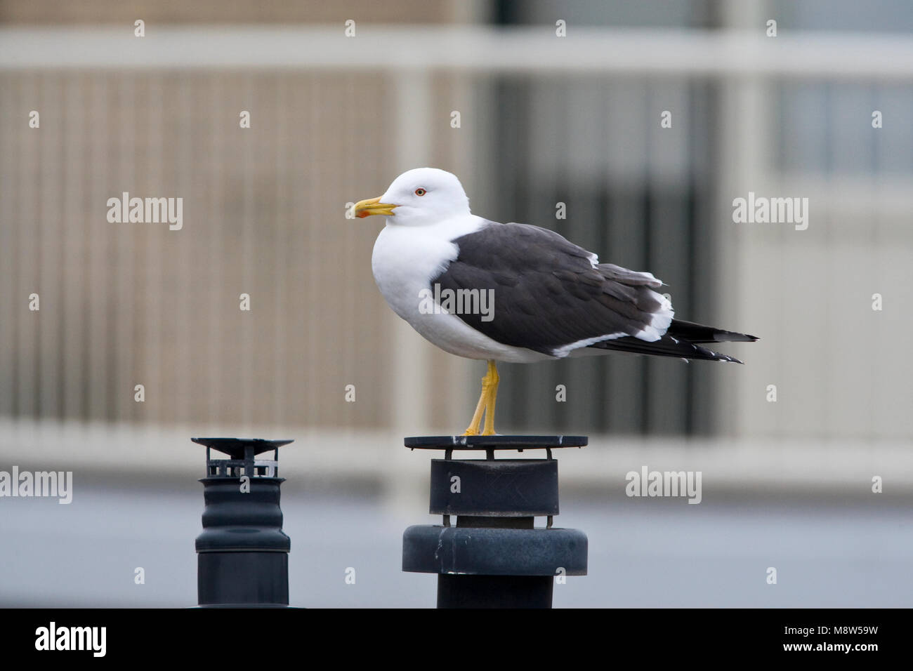 Kleine Mantelmeeuw in de stad; Lesser black-backed Gull in the city Stock Photo