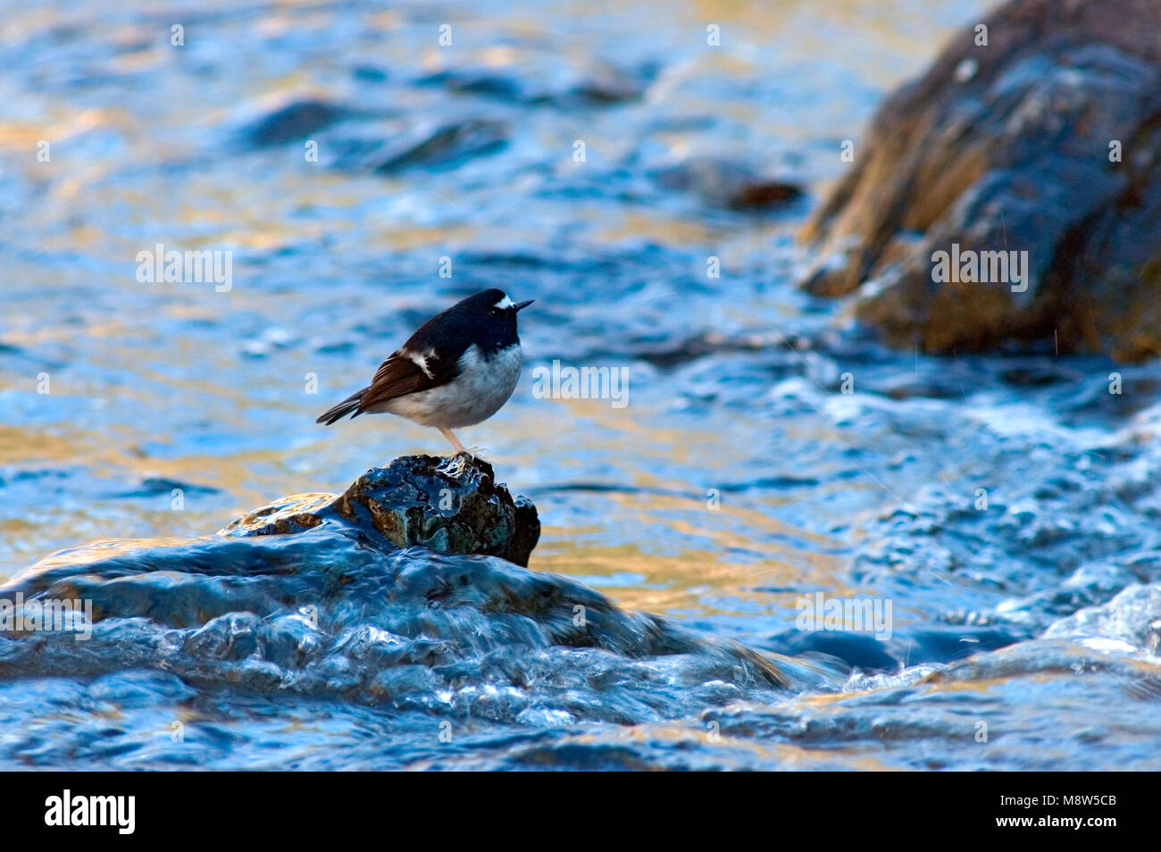 Little Forktail (Enicurus scouleri) standing on a boulder in a fast flowing river Stock Photo