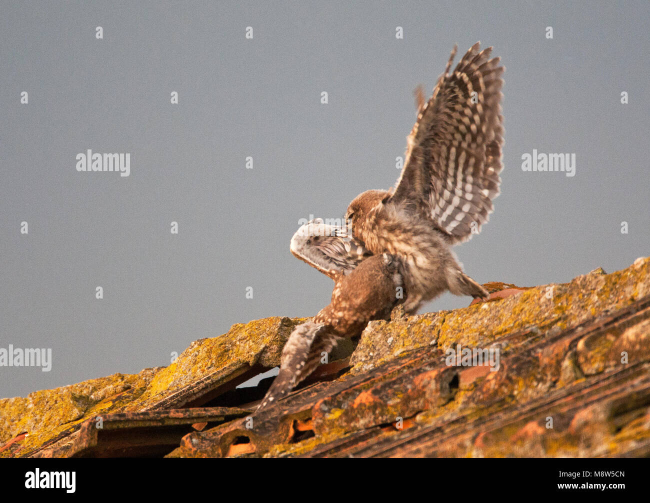 Steenuil onvolwassen vechtend; Little Owl immatures fighting Stock Photo