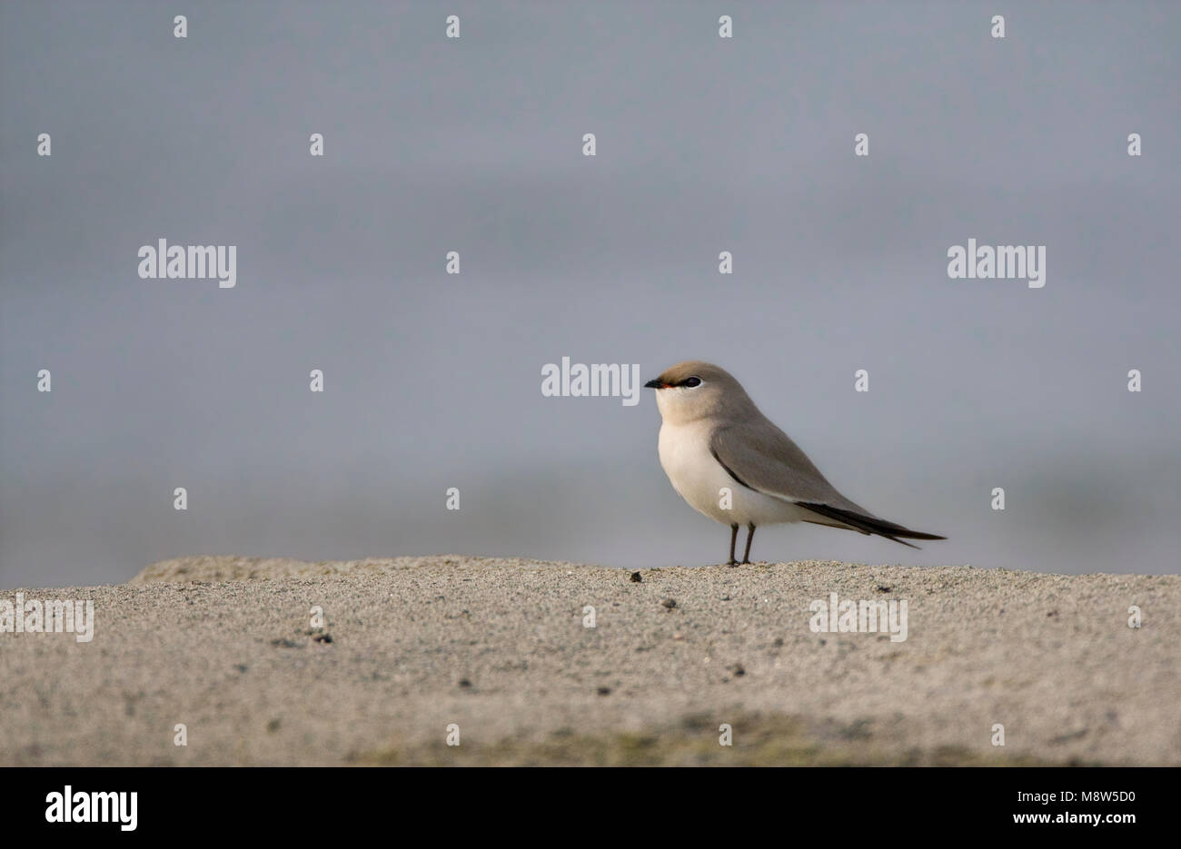 Kleine Vorkstaartplevier, Small Pratincole, Glareola lactea Stock Photo