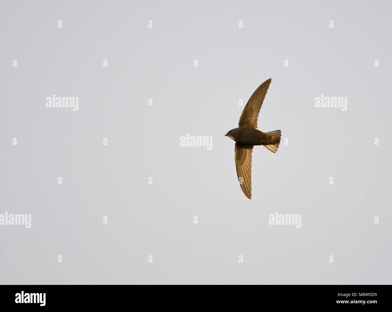 Huisgierzwaluw, Little Swift, Apus affinis Stock Photo