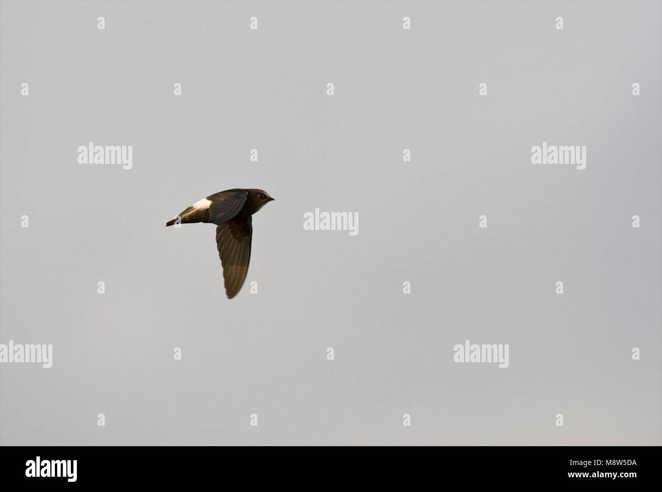 Huisgierzwaluw, Little Swift, Apus affinis Stock Photo