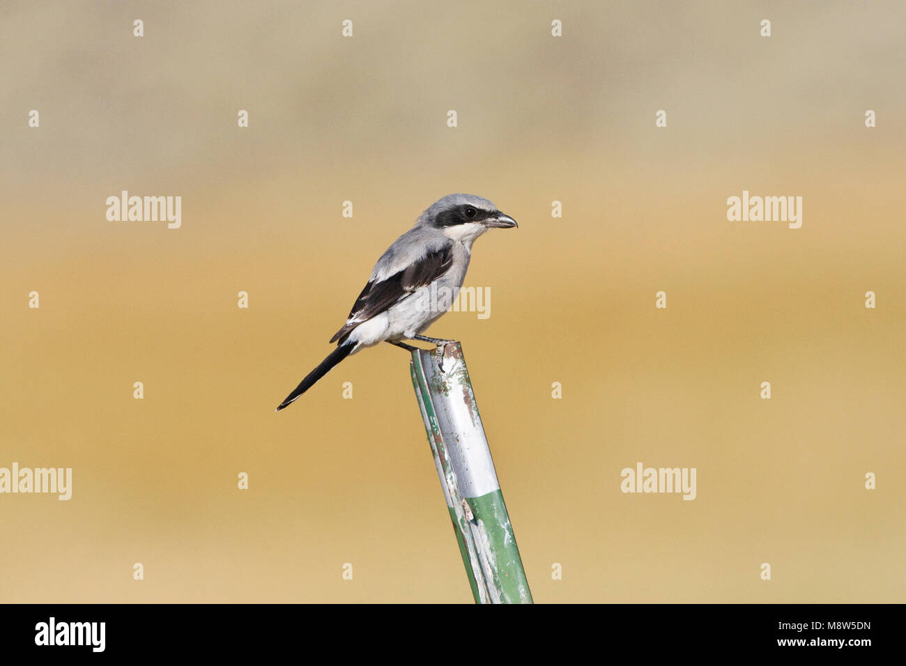 Amerikaanse Klapekster zittend; Loggerhead Shrike perched Stock Photo