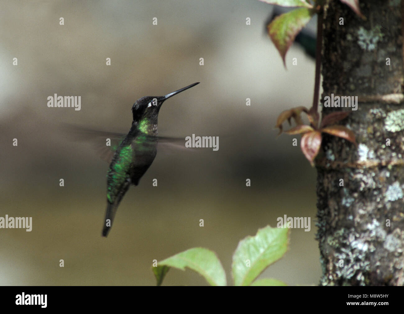 Magnificent Hummingbird hanging in mid-air; Rivoli-kolibrie hangend in de lucht Stock Photo