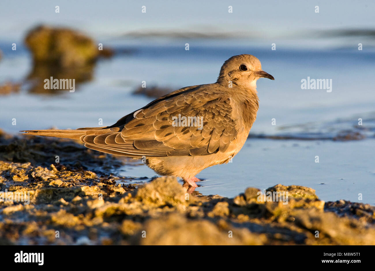 Treurduif; Mourning Dove Stock Photo