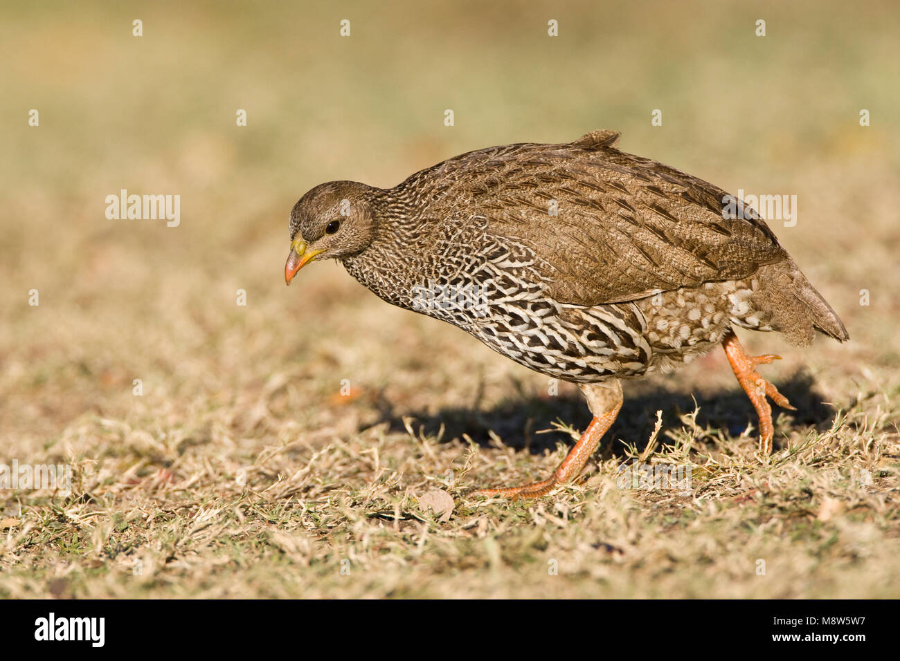 Natal-frankolijn, Natal Francolin, Francolinus natalensis Stock Photo