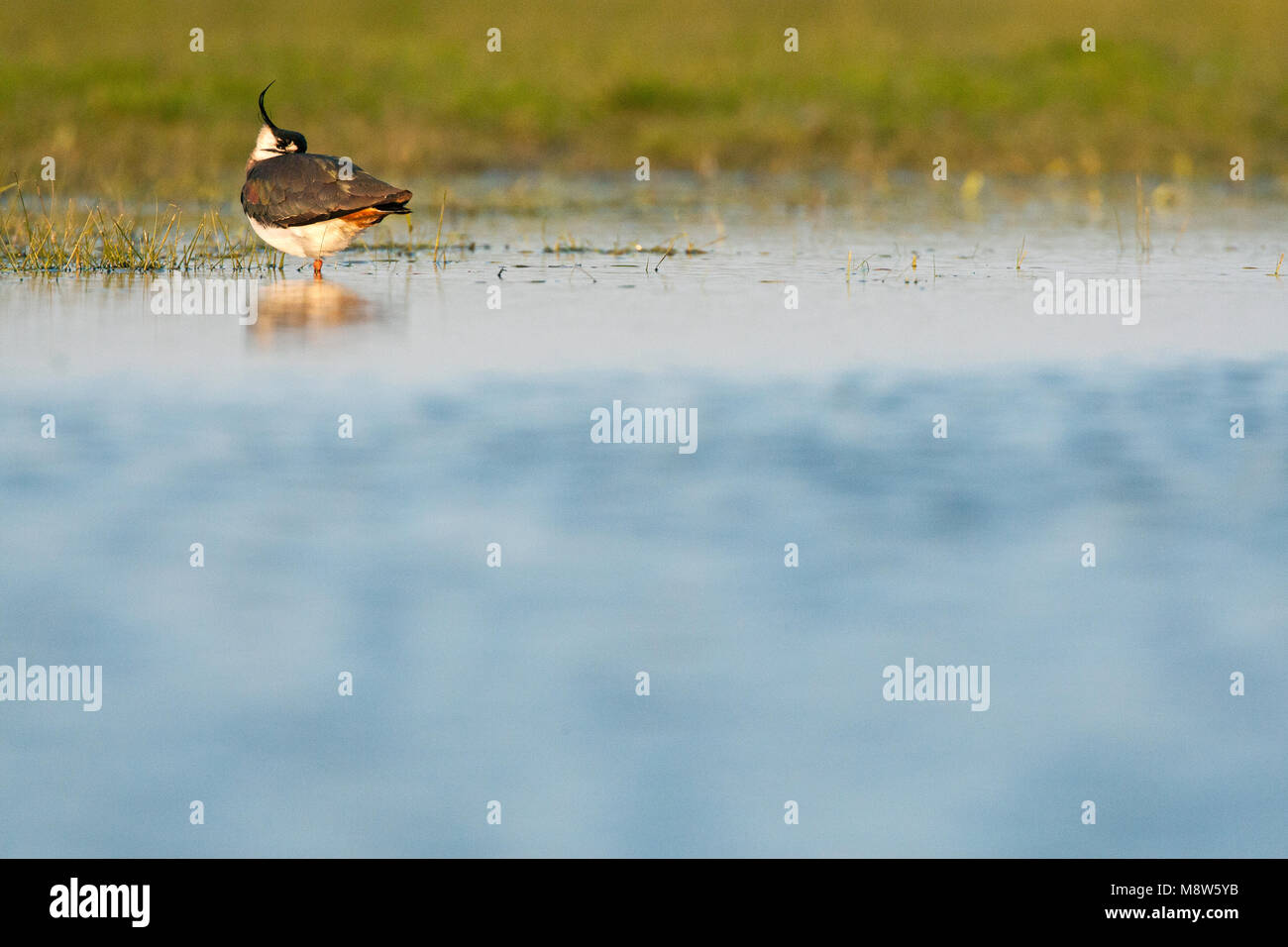Kievit in ondergelopen weiland, Northern Lapwing in induated meadow Stock Photo