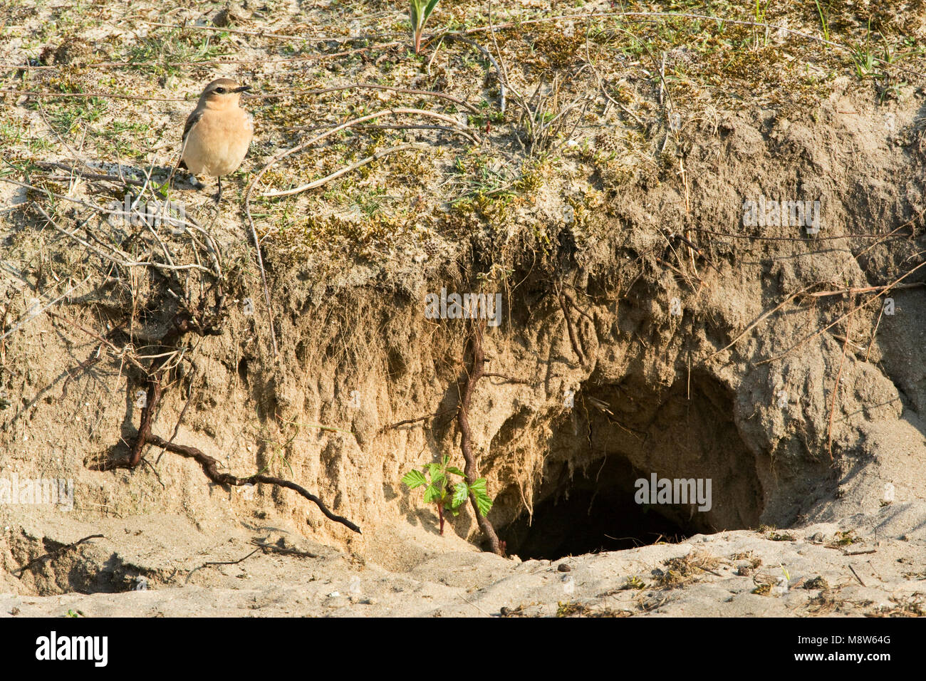 Vrouwtje Tapuit, bij nestingang; Female Northern Wheatear at nest entrance Stock Photo