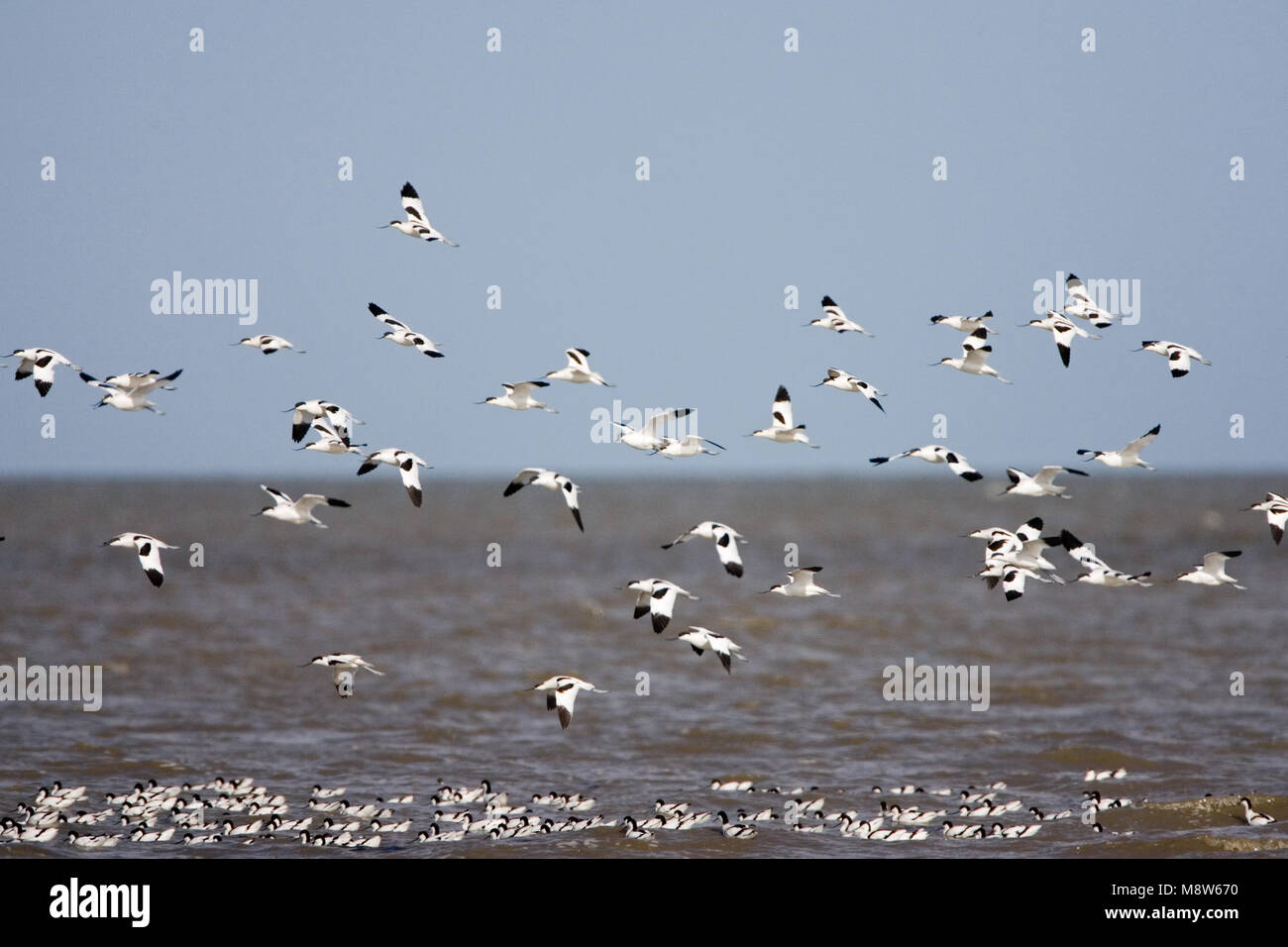 Kluut groep vliegend; Pied Avocet flock flying Stock Photo