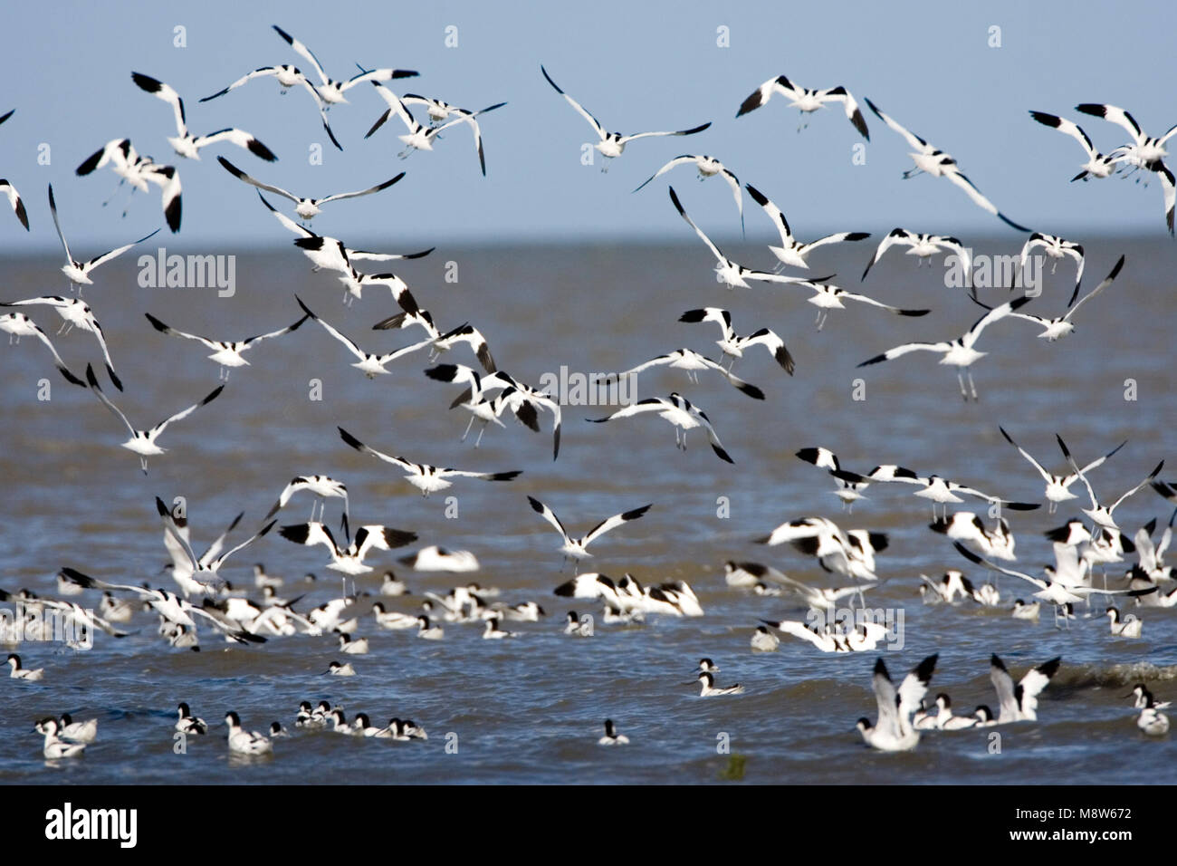 Kluut groep vliegend; Pied Avocet flock flying Stock Photo