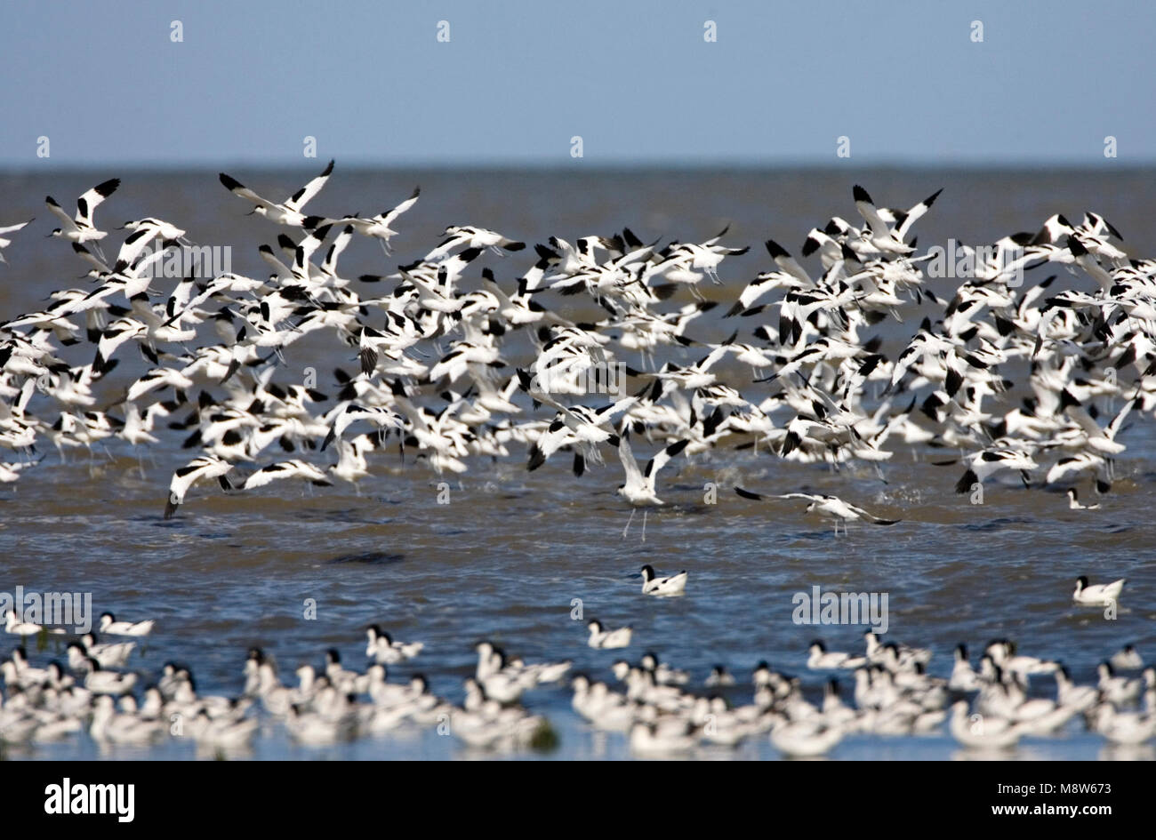 Kluut groep vliegend; Pied Avocet flock flying Stock Photo