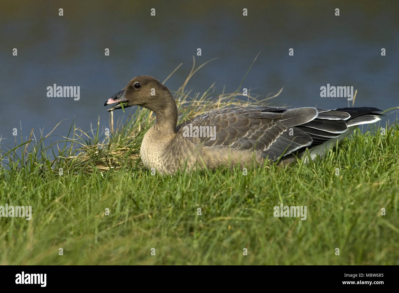 Pink-footed Goose immature; Kleine Rietgans onvolwassen Stock Photo