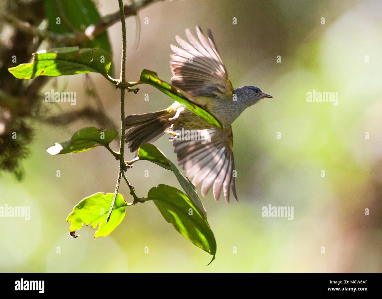 Goudkruinzanger, Russetcrowned Warbler, Myiothlypis coronata Stock