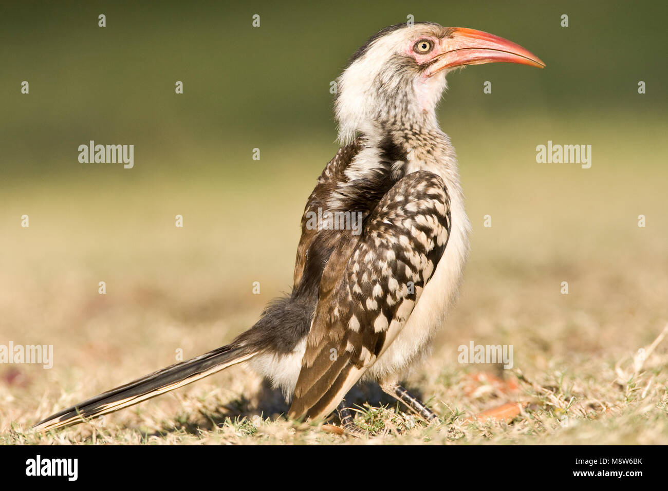 Zuidelijke Roodsnaveltok, Southern Red-billed Hornbill, Tockus rufirostris, Roodsnaveltok Stock Photo