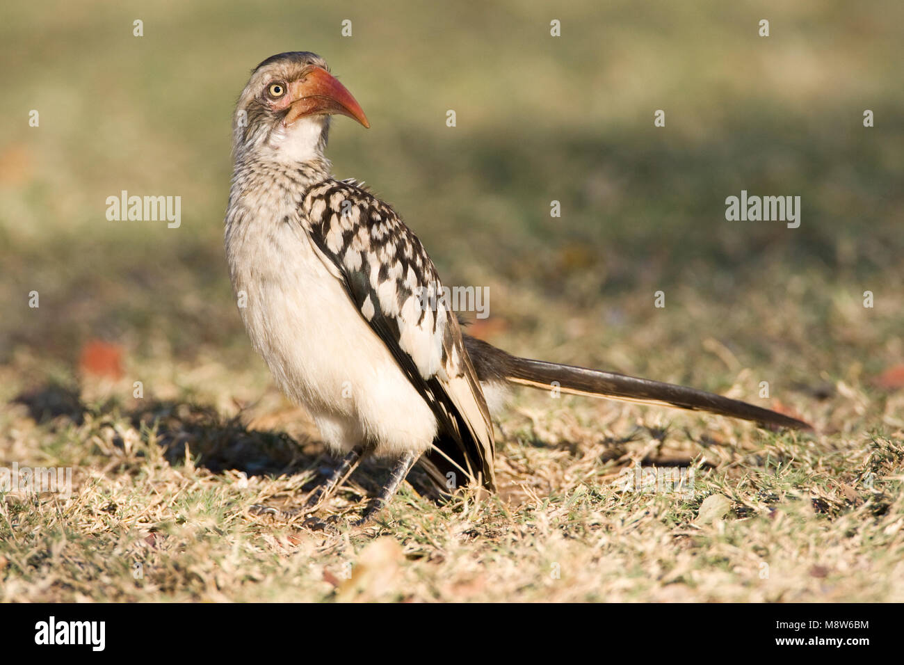 Zuidelijke Roodsnaveltok, Southern Red-billed Hornbill, Tockus rufirostris, Roodsnaveltok Stock Photo