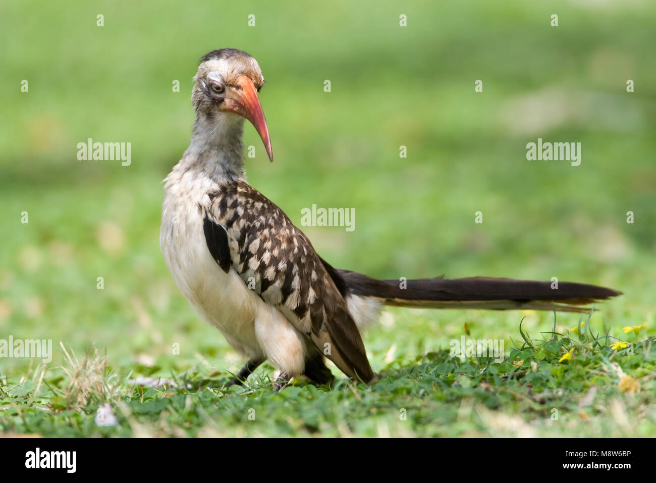 Zuidelijke Roodsnaveltok, Southern Red-billed Hornbill, Tockus rufirostris, Roodsnaveltok Stock Photo