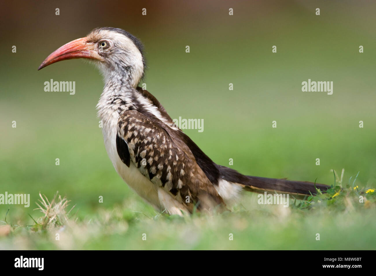 Zuidelijke Roodsnaveltok, Southern Red-billed Hornbill, Tockus rufirostris, Roodsnaveltok Stock Photo