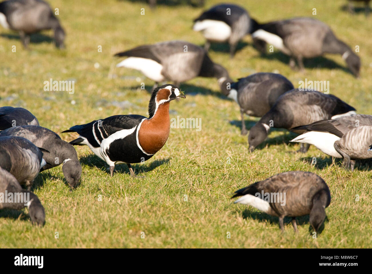 Roodhalsgans tussen Rotganzen; Red-breasted Goose amongst Brent Stock Photo