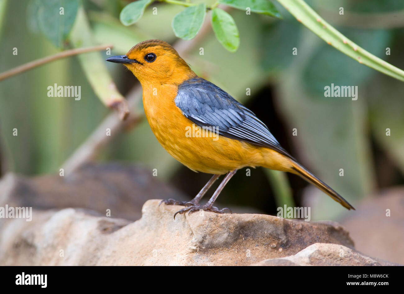 Roodkap-lawaaimaker, Red-capped Robin-chat, Cossypha natalensis Stock Photo