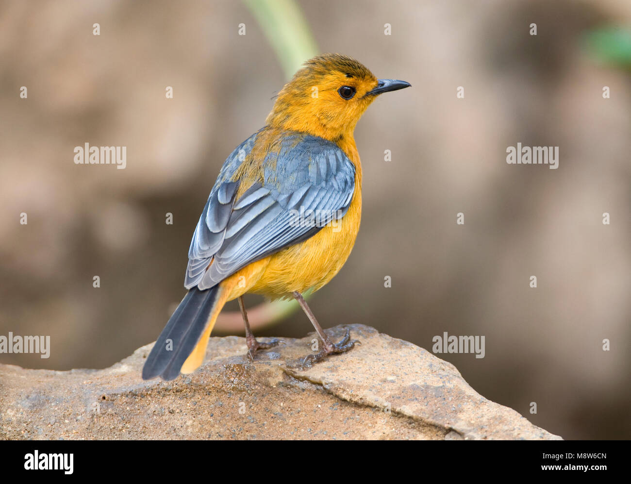Cossypha natalensis hires stock photography and images Alamy
