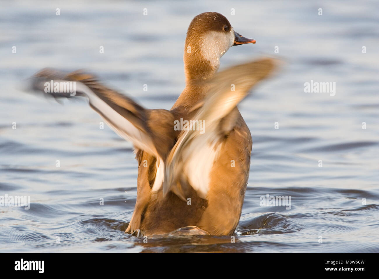 Red-crested Pochard female wingflapping; Krooneend vrouw vleugel klappend Stock Photo