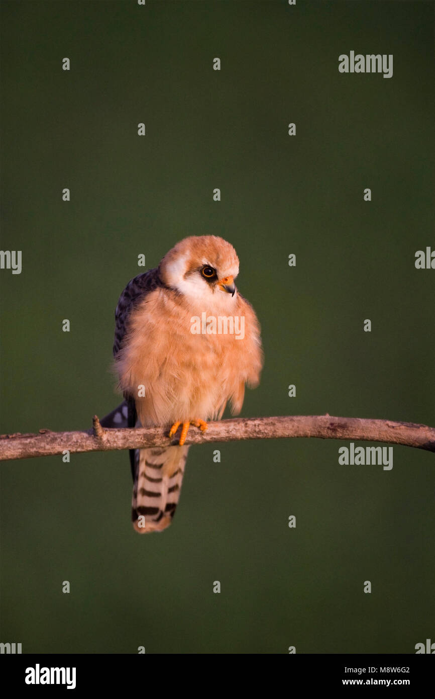 Roodpootvalk, Red-footed Falcon, Falco vespertinus Stock Photo