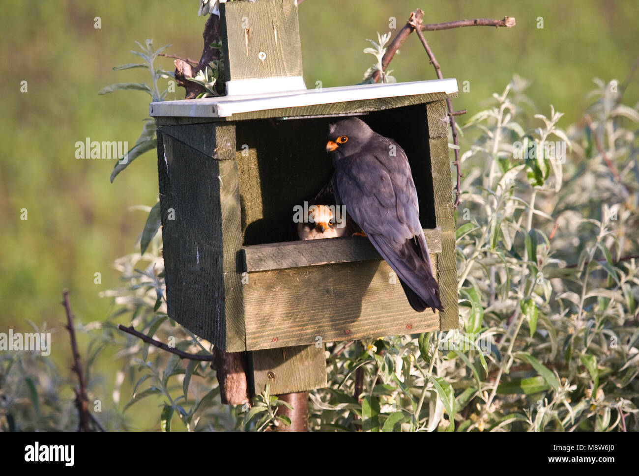 Roodpootvalk broedend in nestkast; Red-footed Falcons breeding in nest box Stock Photo