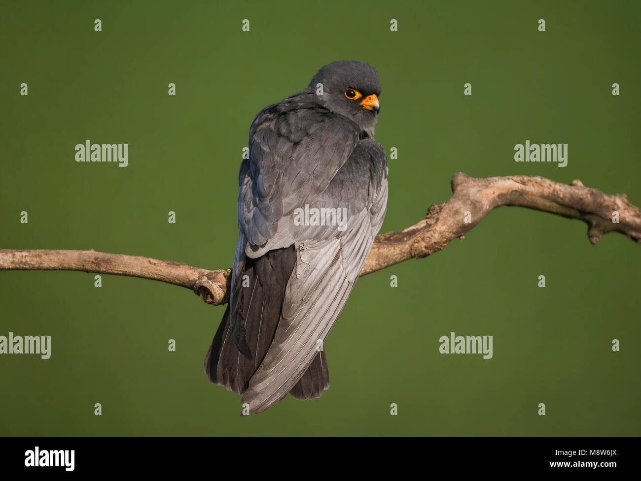 Roodpootvalk, Red-Footed Falcon, Falco vespertinus Stock Photo