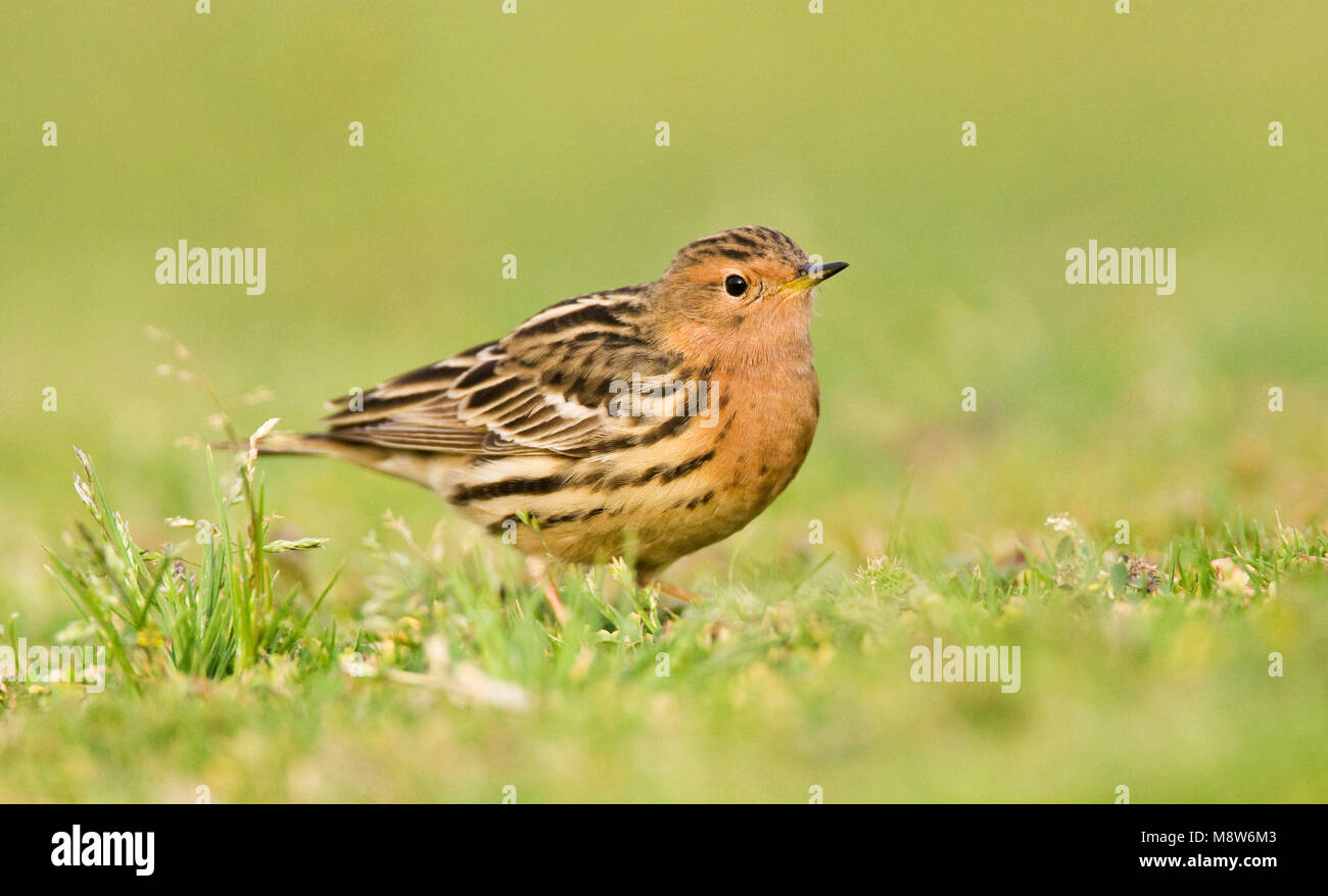 Ervin Rood Anthus cervinus breeding hi-res stock photography and images - Alamy