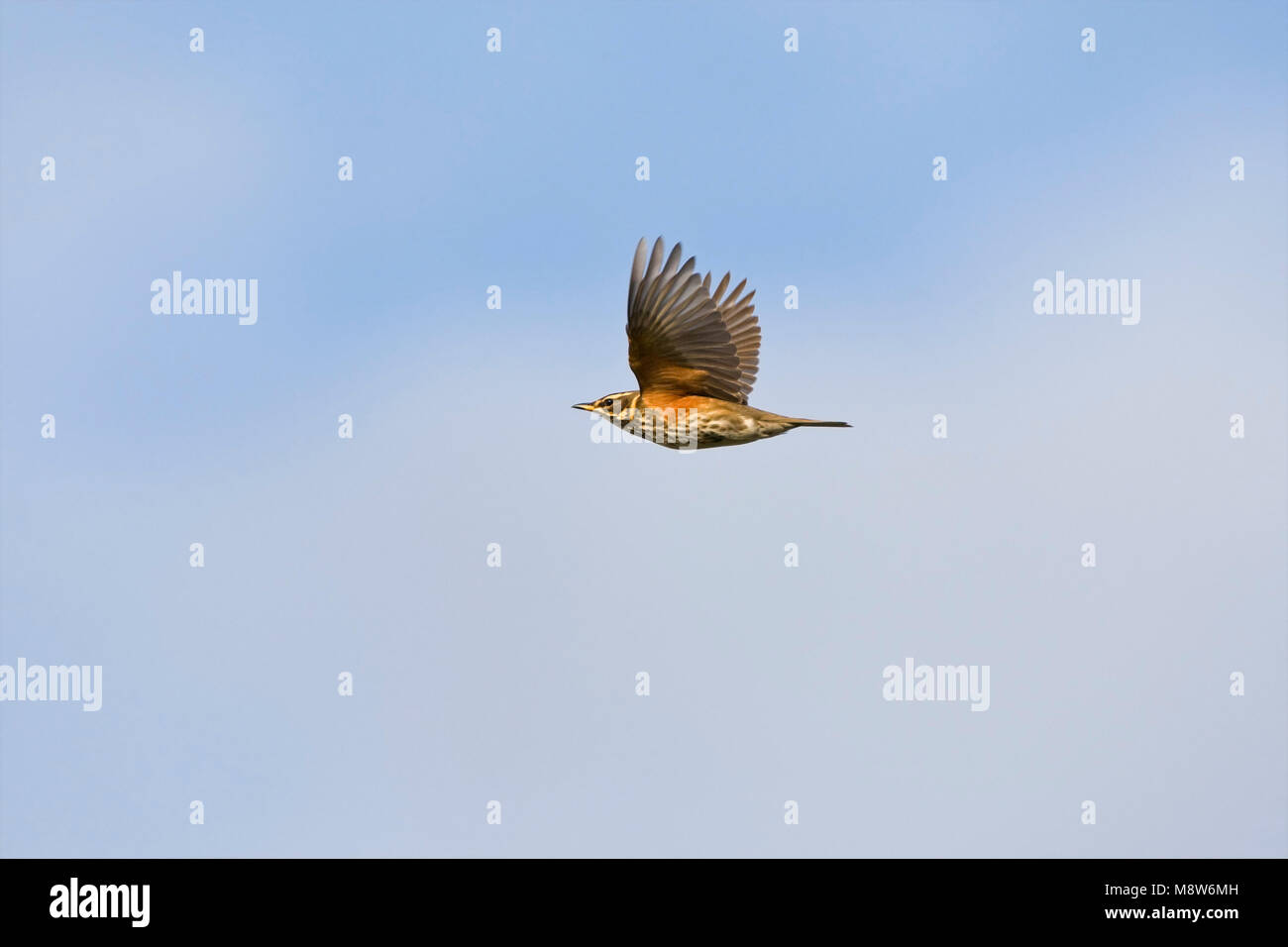 Koperwiek in de vlucht; Redwing in flight Stock Photo