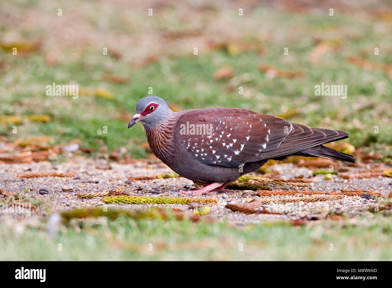 Gespikkelde Duif foeragerend op de grond; African Rock Pigeon foraging on the ground Stock Photo