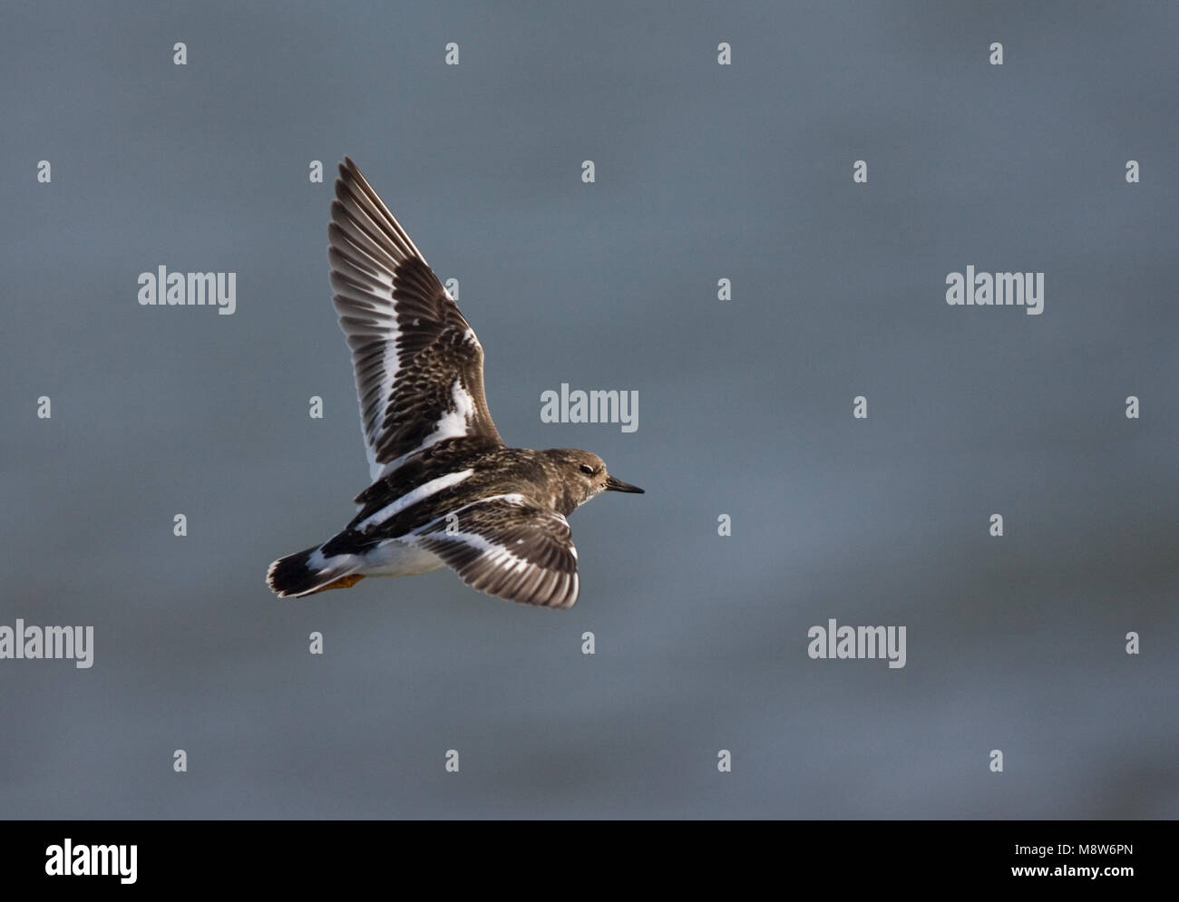 Ruddy Turnstone winterplumage flying; Steenloper winterkleed vliegend Stock Photo