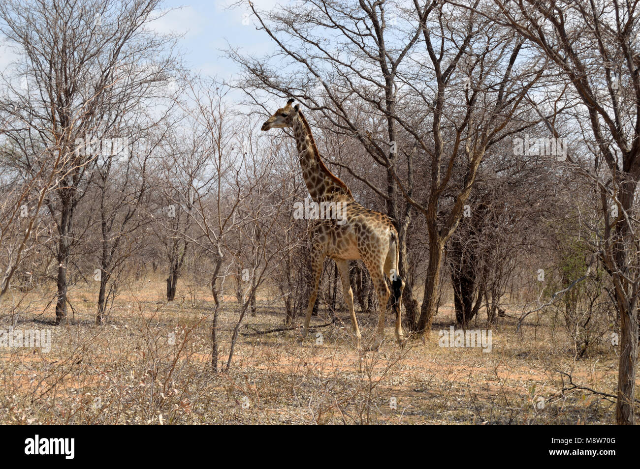 Giraffe searching for food during the dry winter Stock Photo