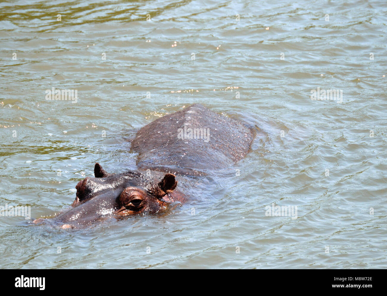 Hippopotamus (Hippopotamus amphibius) Stock Photo