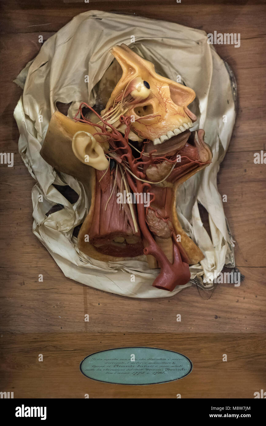 Florence. Italy. 18th century wax anatomical model at La Specola, Museum of Zoology and Natural History.  The model shows a cutaway of the human head  Stock Photo