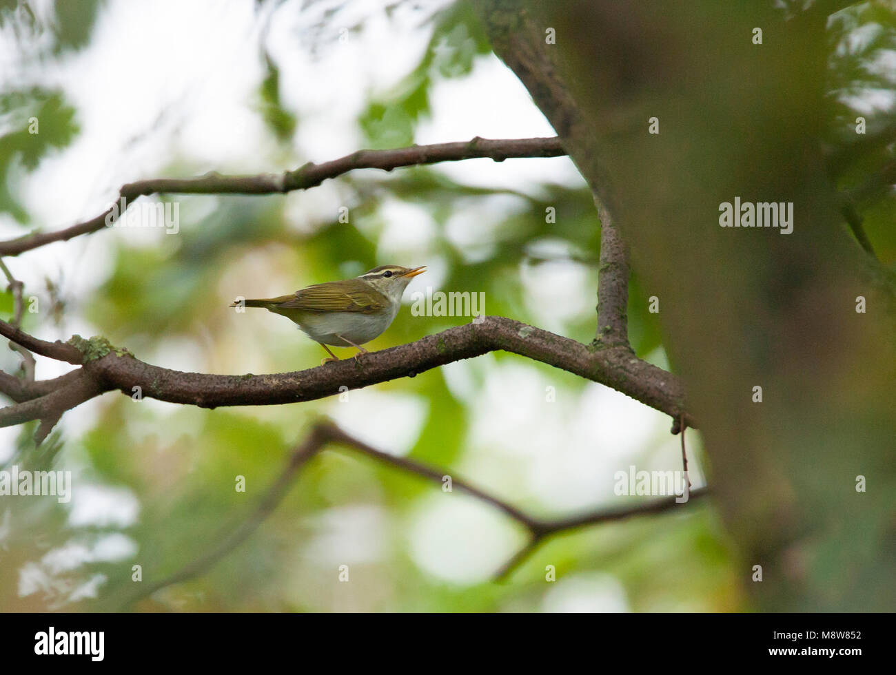 Kroonboszanger zit in boom; Eastern Crowned Warbler perched in tree Stock Photo