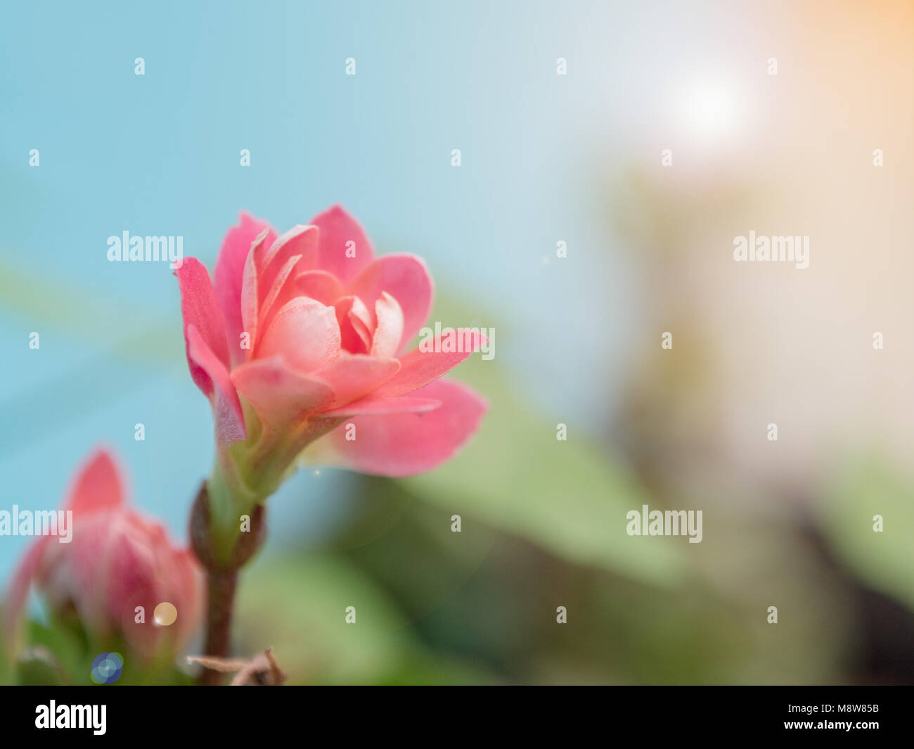 Close-up colorful small pink flowers of Kalanchoe. Stock Photo