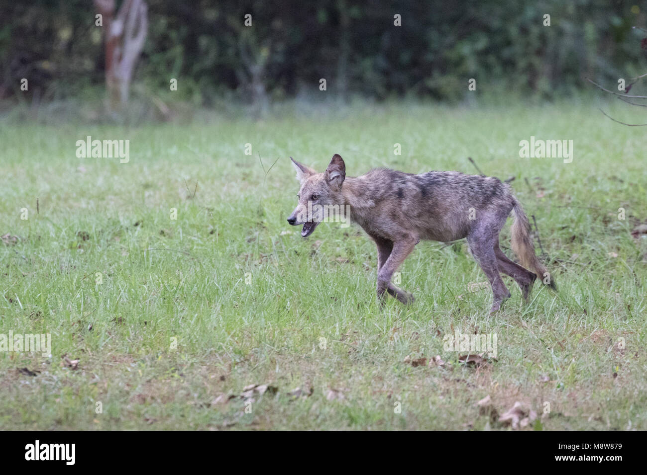 Coyote pup with mange Stock Photo