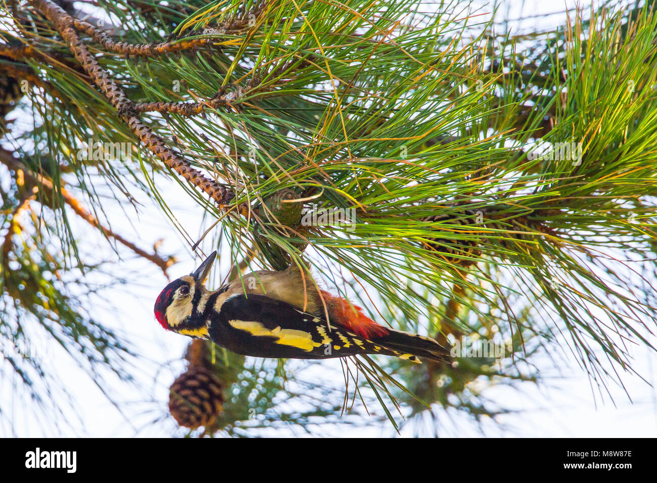 Grote Bonte Specht; Great Spotted Woodpecker Stock Photo