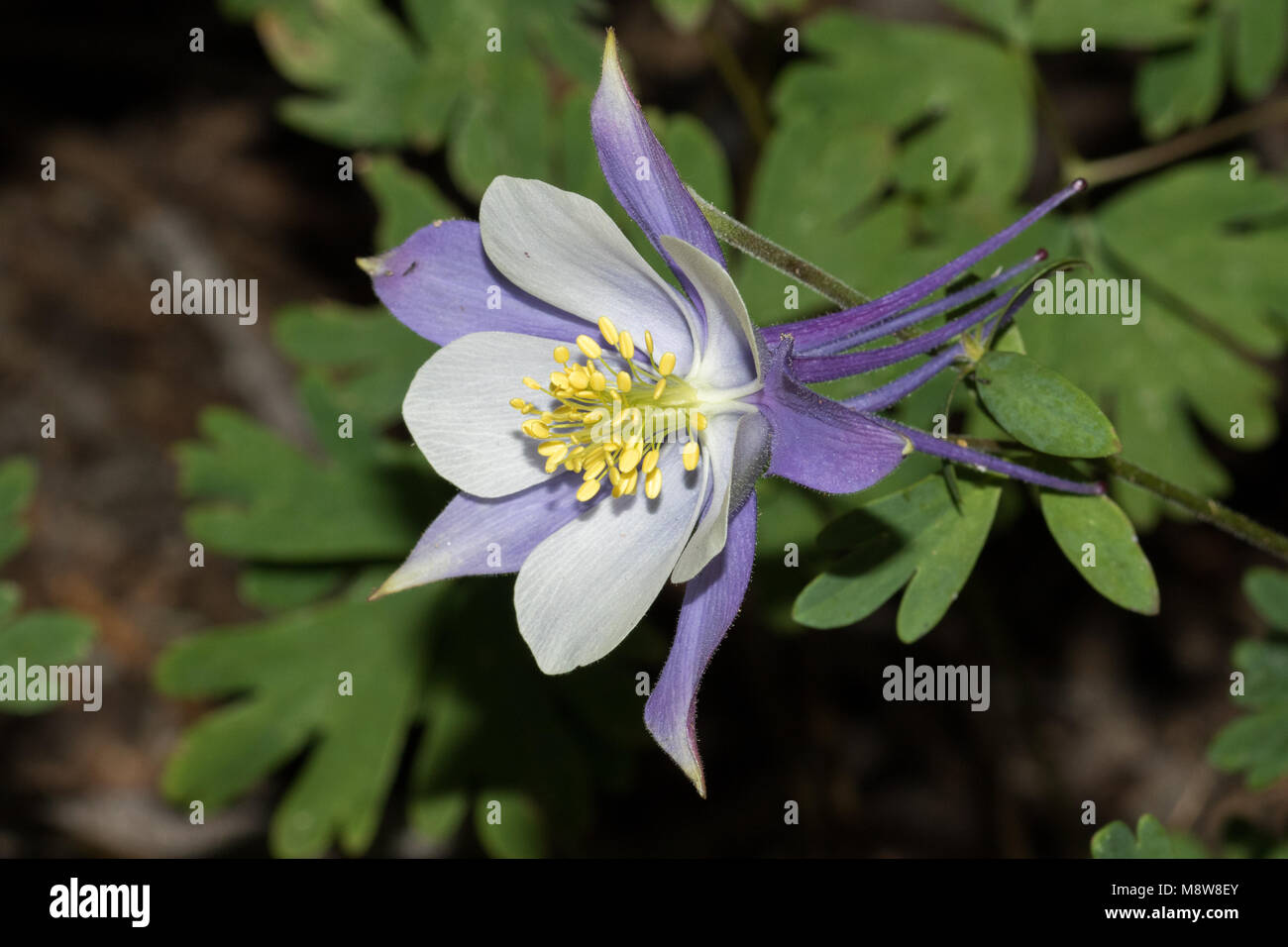 Colorado blue colombine flower Stock Photo