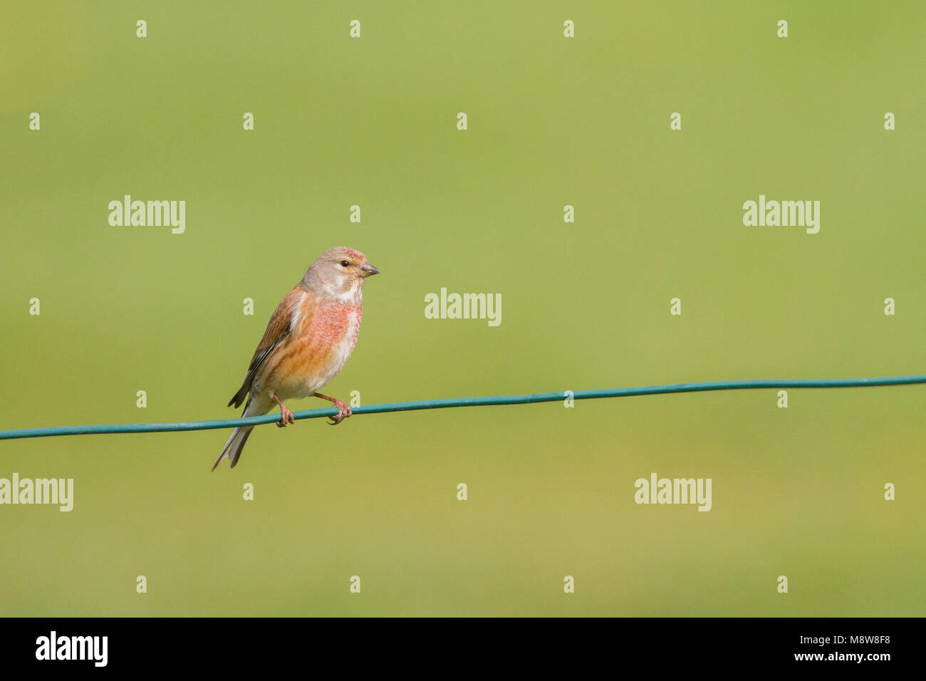 Kneu zit op tak; Common Linnet perched on branch Stock Photo