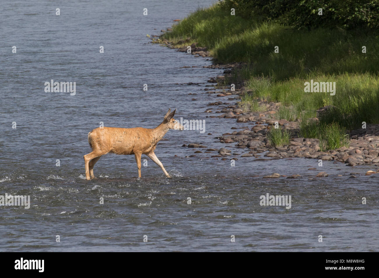 Mule deer crossing the Rio Grande River near Creede, Colorado, USA Stock Photo